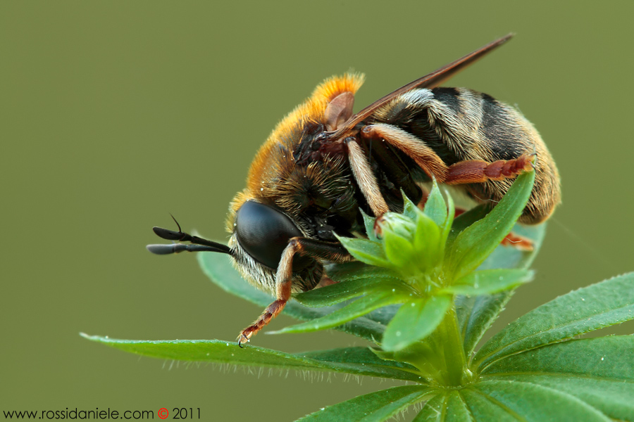 Microdon mutabilis (Syrphidae)
