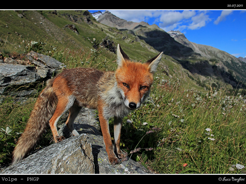 Volpe  # 19