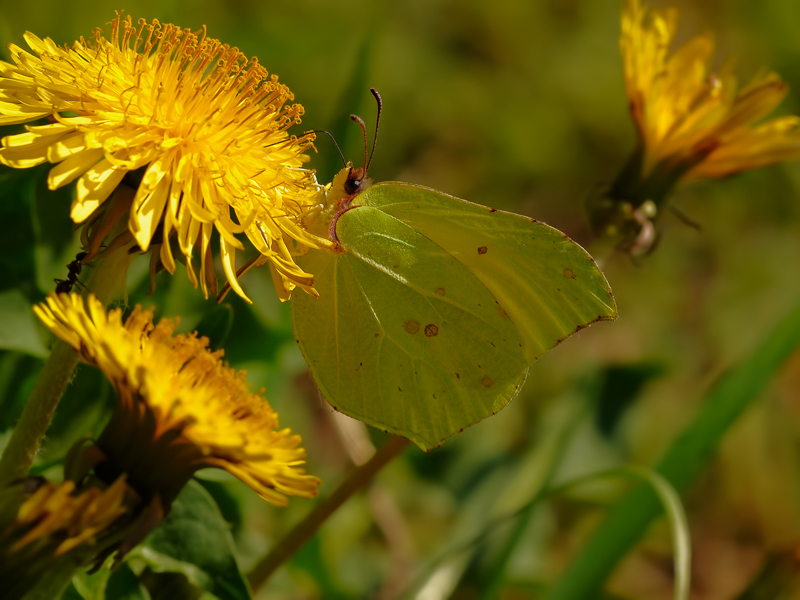Gonepteryx-rhamni-Linne-1758