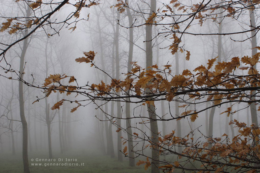 nella nebbia 2