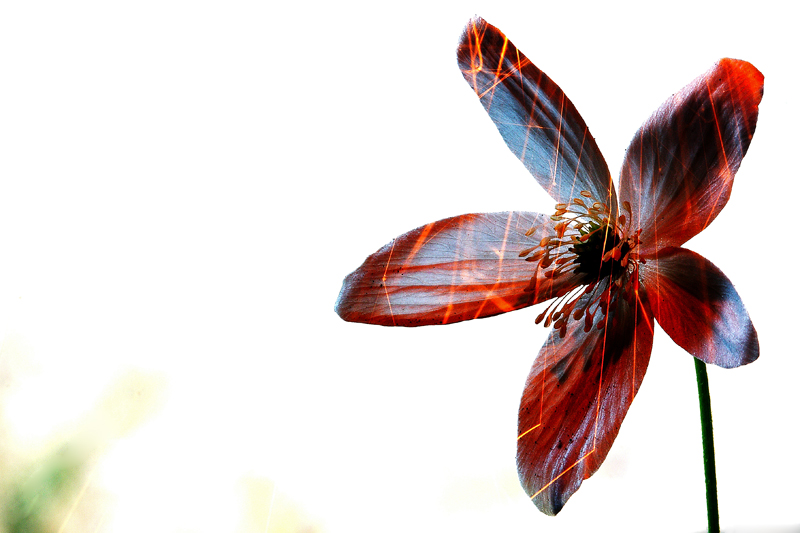 Alternatuive Macro Light Painting