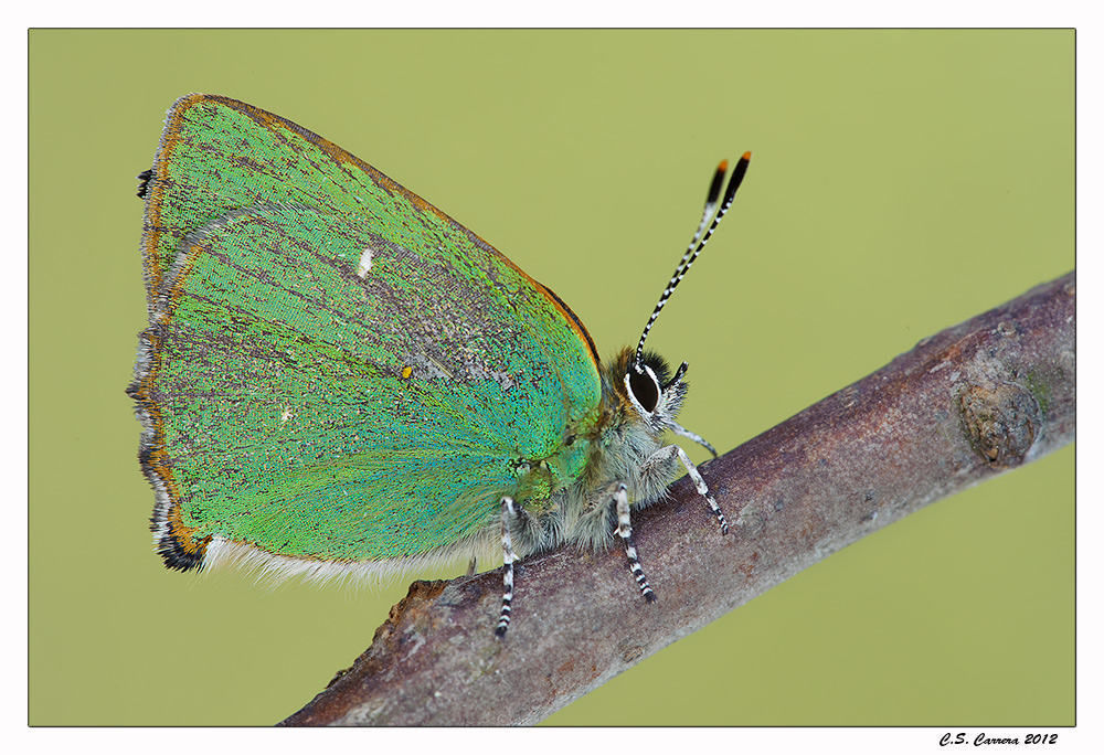 Buona la prima ......