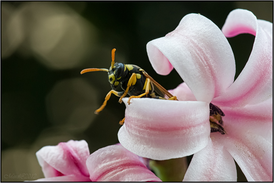 ..e mo ve lo buco sto pallone �h!!