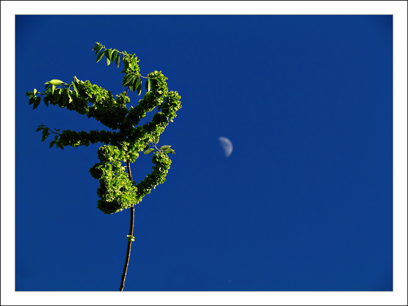 Dalla Natura alla Luna