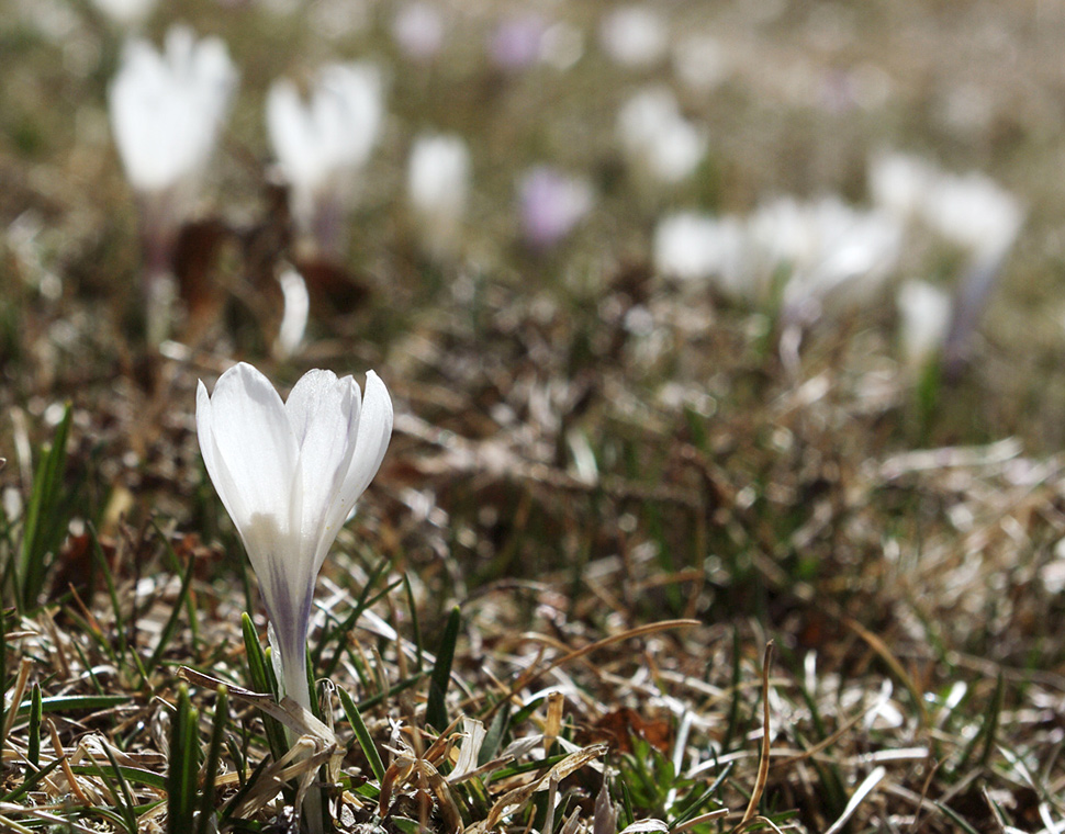 Primavera in montagna