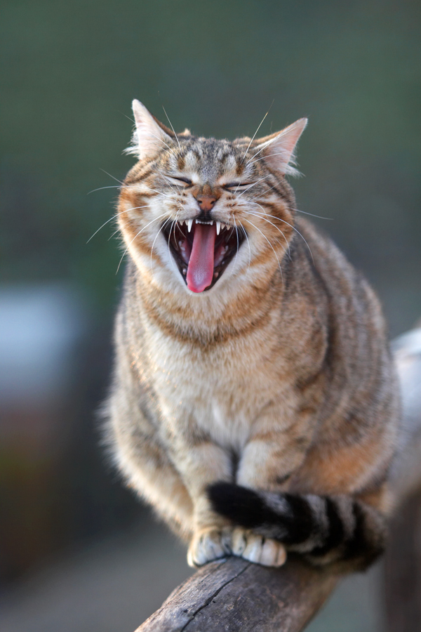 Una belva molto pericolosa