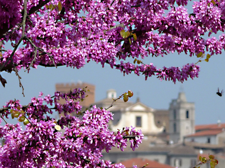 Primavera in paese