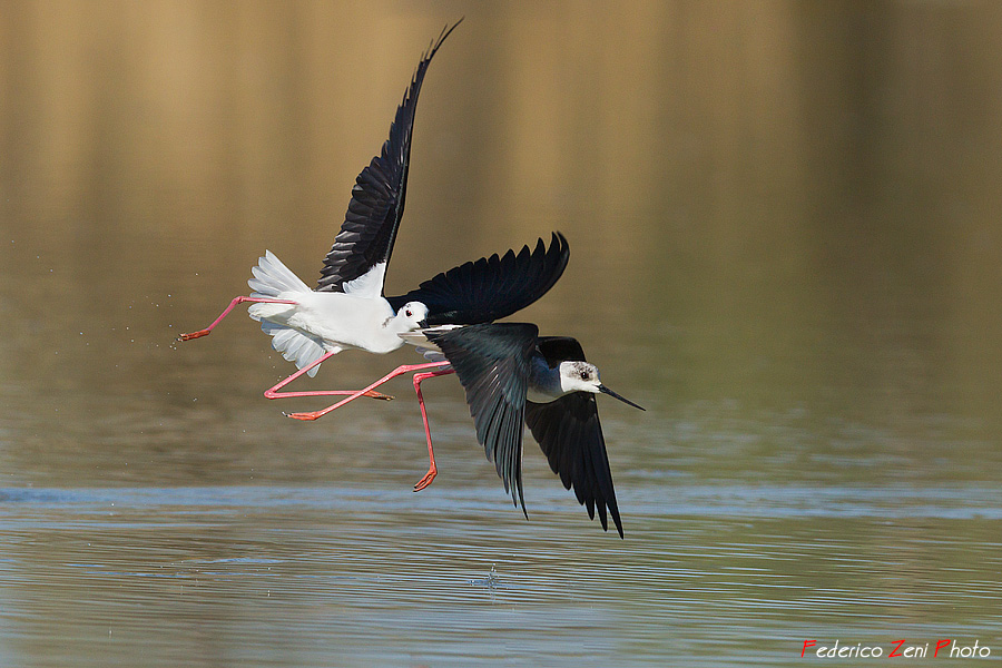 Inseguimento scomposto in volo...