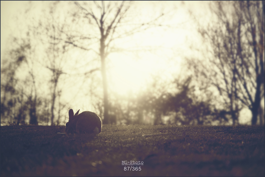 last light - peppus84