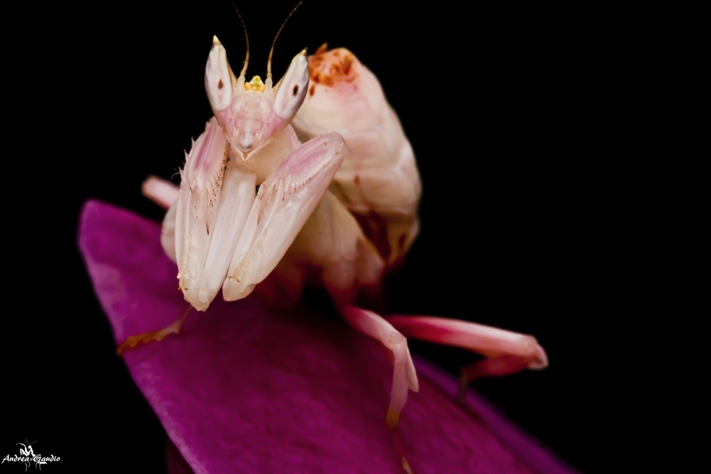 Hymenopus coronatus