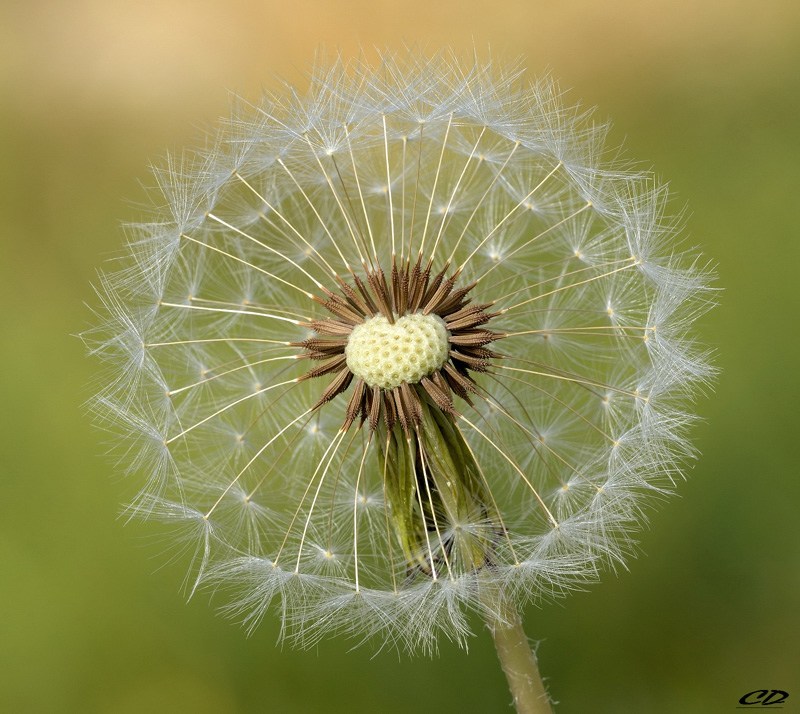 Tragopogon campestris..