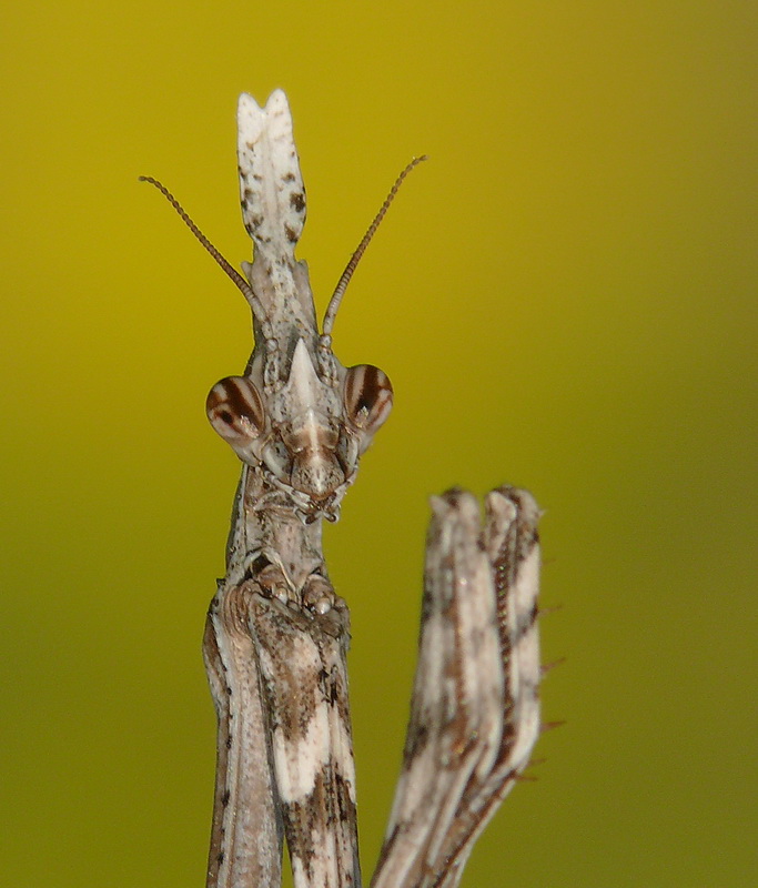 Empusa pennata
