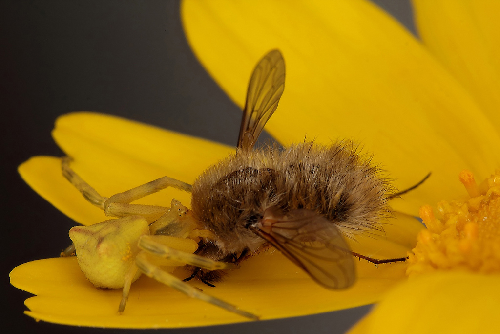 ...Abbraccio....Poco Affettuoso !
