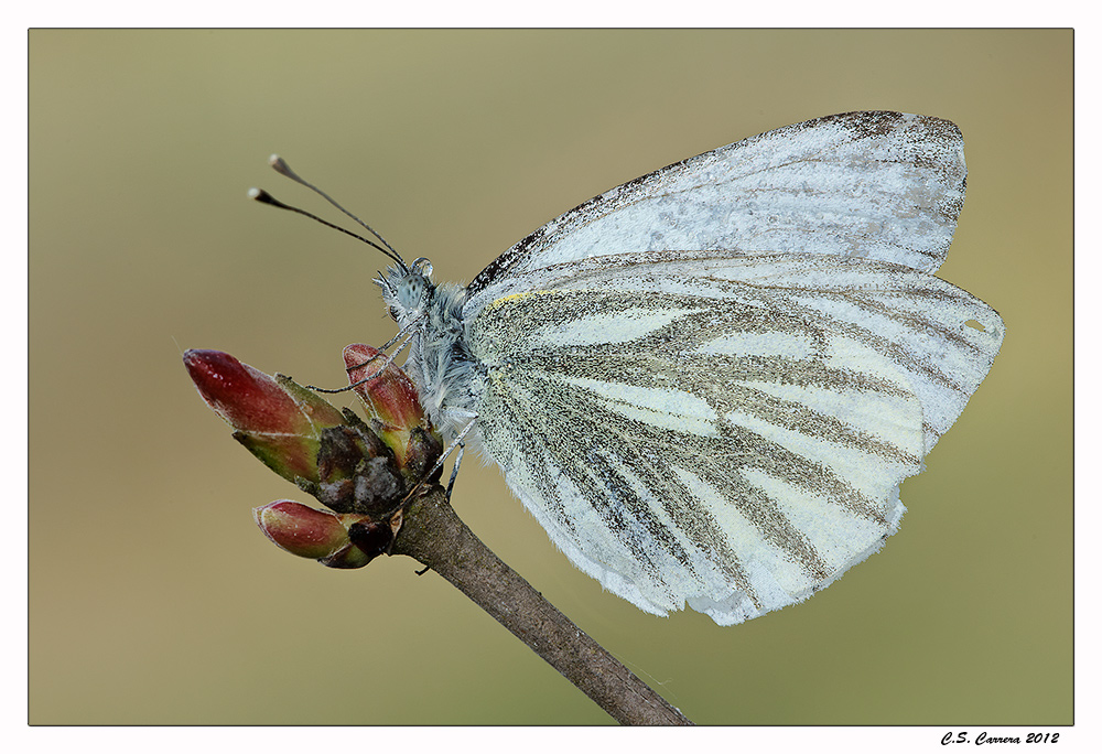 Pieris ...