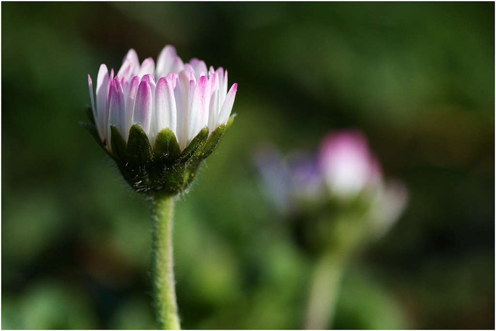 Araldi della primavera
