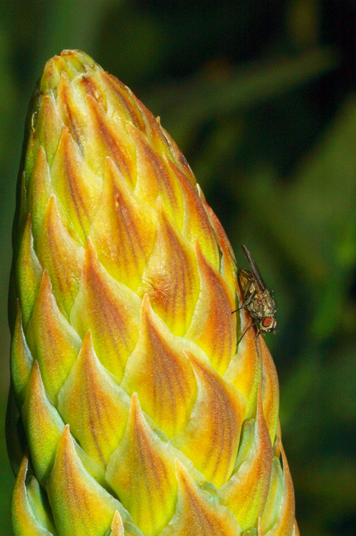 Orto Botanico Napoli XI