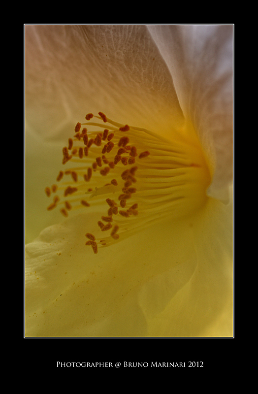 Nel cuore di una Camelia