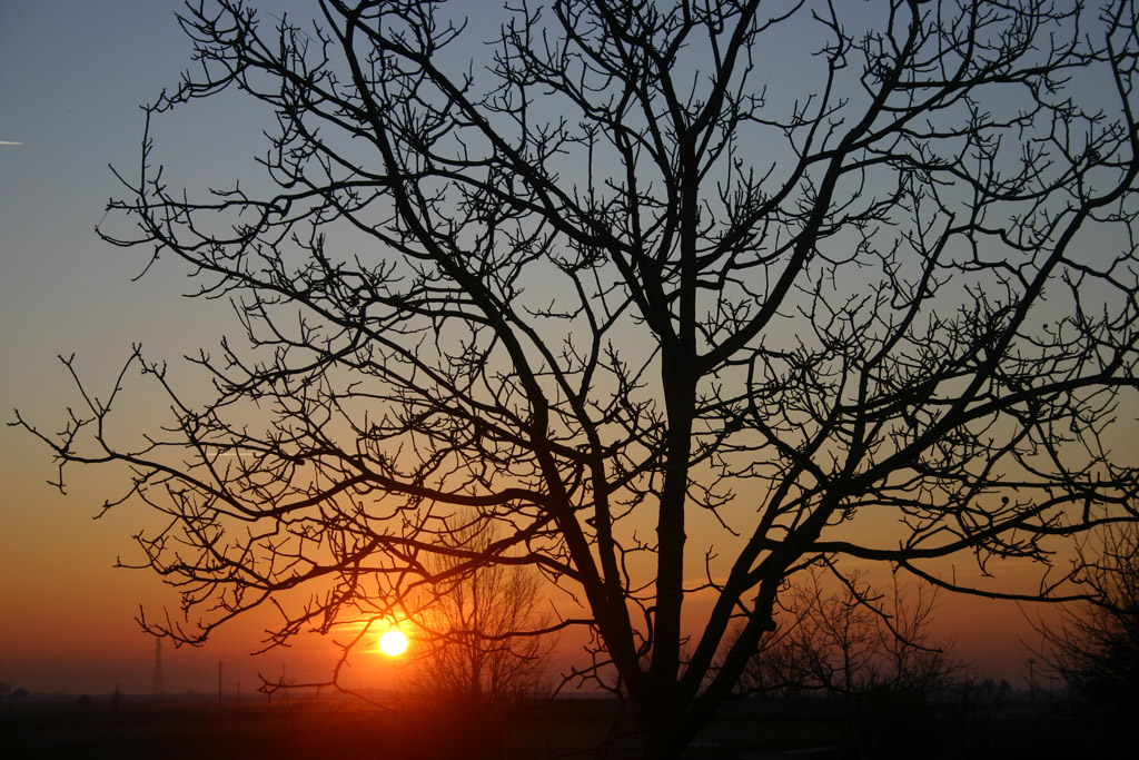 tramonto+albero