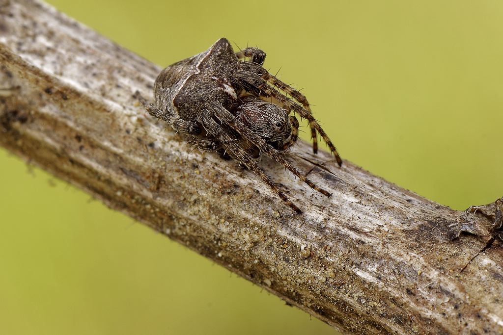 Araneidae ( Diadematus...?)