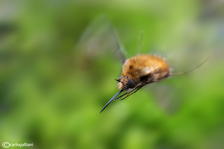 Ancora bombillo in volo