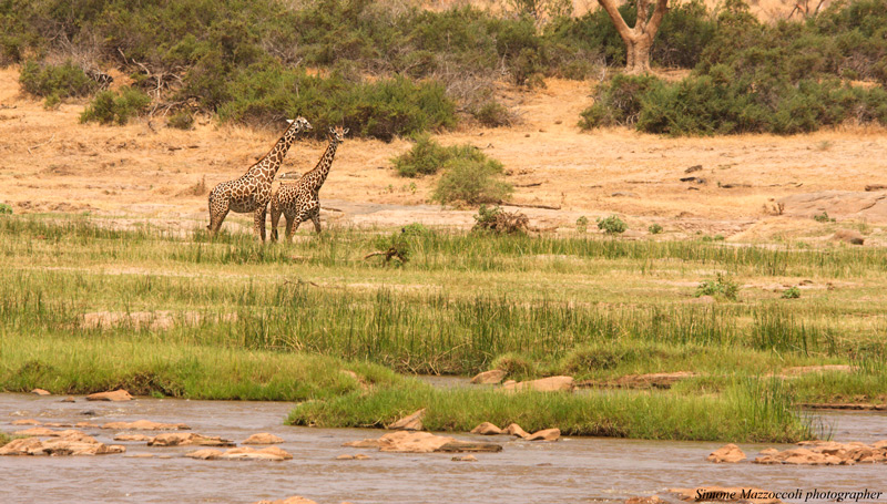 Giraffe