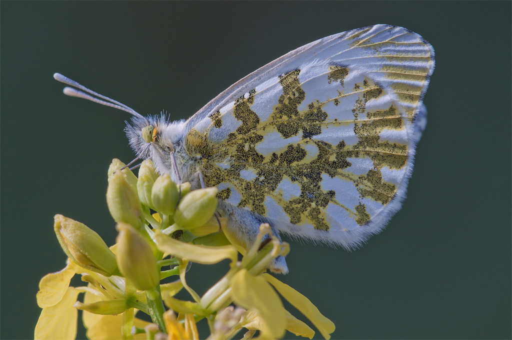 Anthocharis cardamines