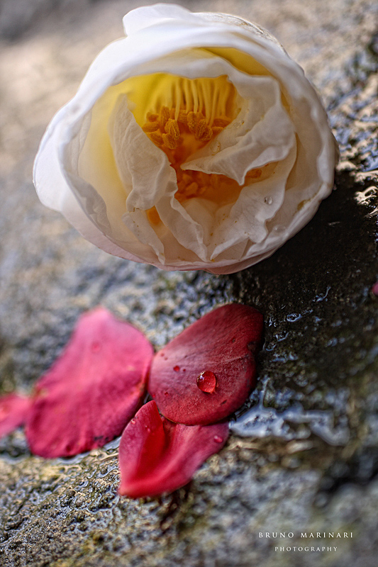 La goccia i petali e la Camelia