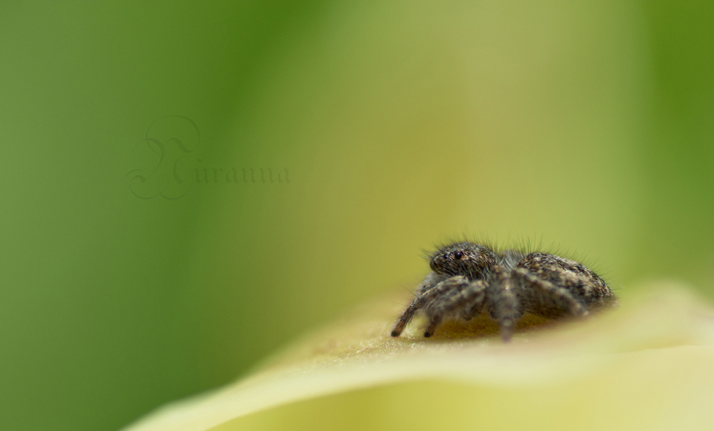 Salticidae