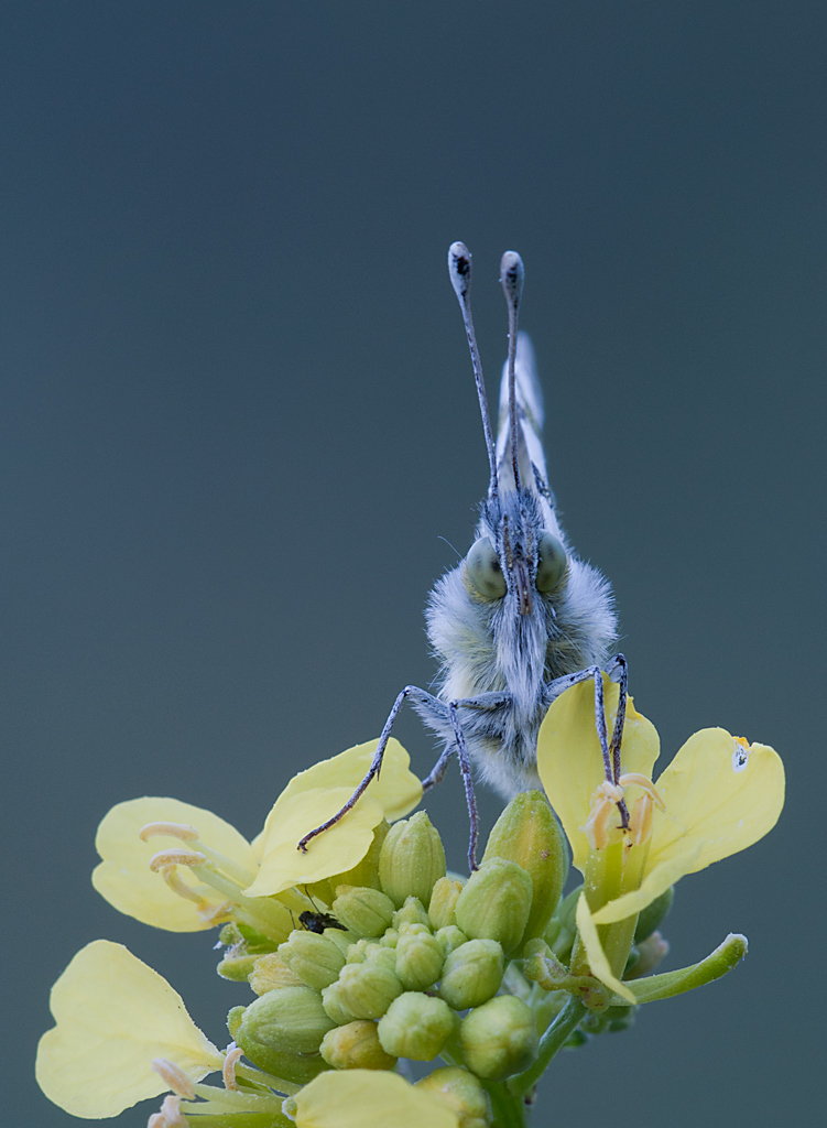Portrait of a butterfly