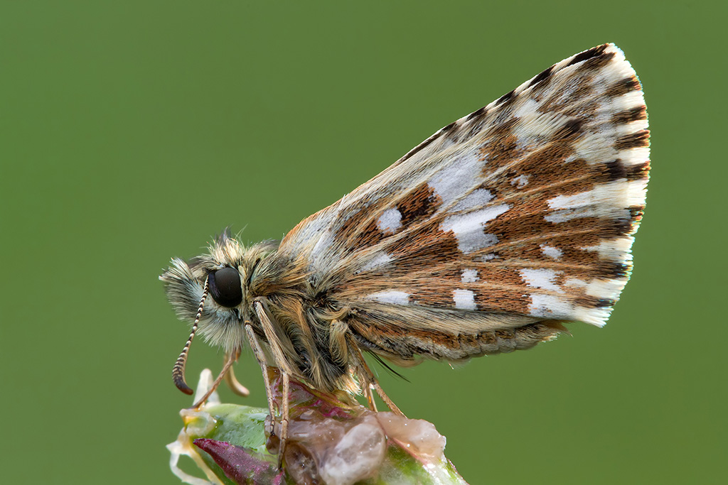 Hesperiidae Pyrgus Prima cattura