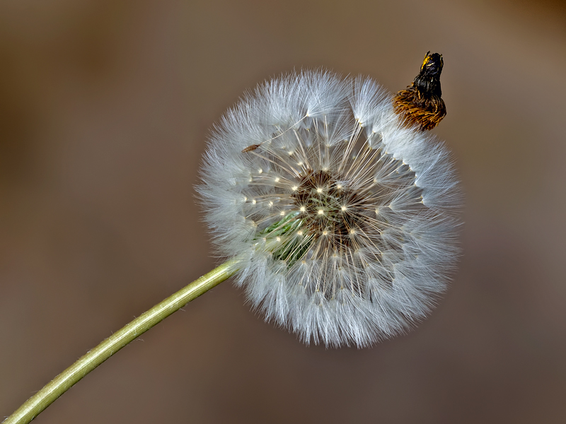 soffione con il....cappello!