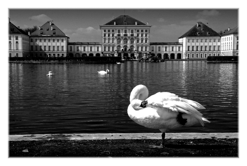 Acrobazie da CI...GNENSI