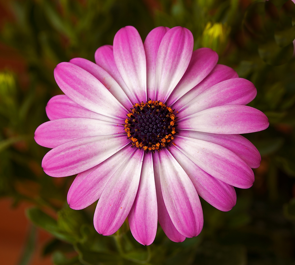 fiore di pasquetta migliorato