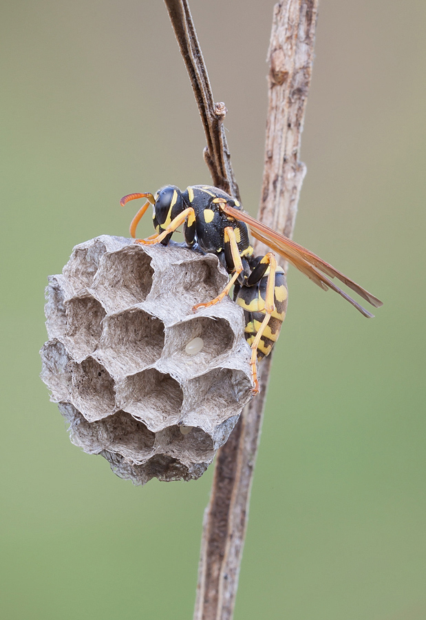 Uova, non solo un documento.