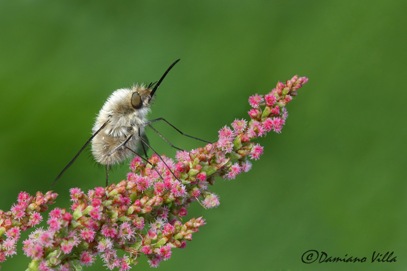 Bombylius sp.