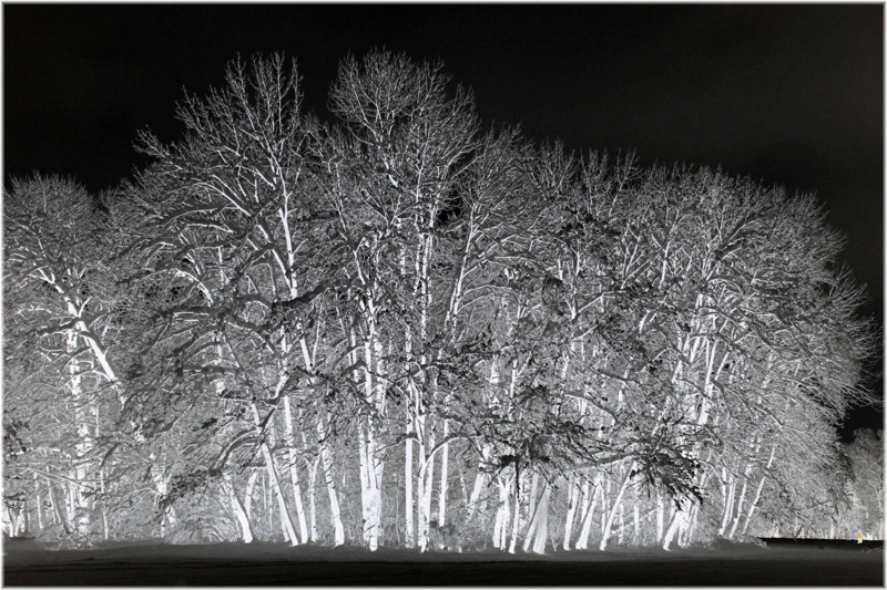 "IL LUMINESCENTE BOSCHETTO...."