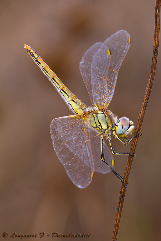 Sympetrum fonscolombii