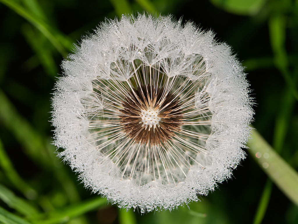 Rugiada sul soffione