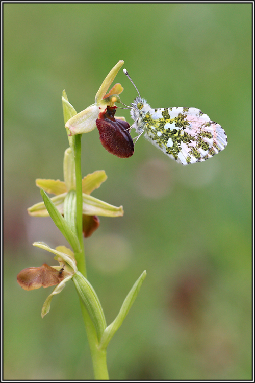 Anthocharis cardamines su Ophrys sphegodes