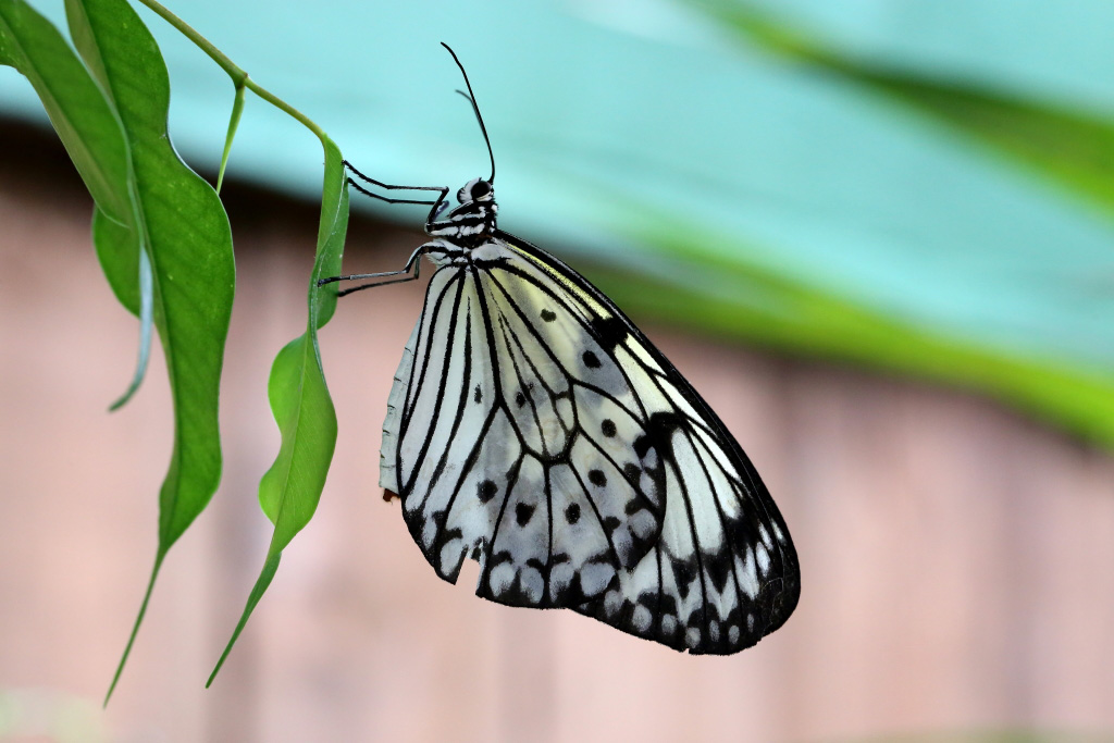 PROVA eos 5d mark III