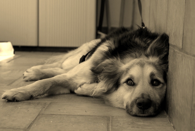 Distrutto dopo una lunga corsa