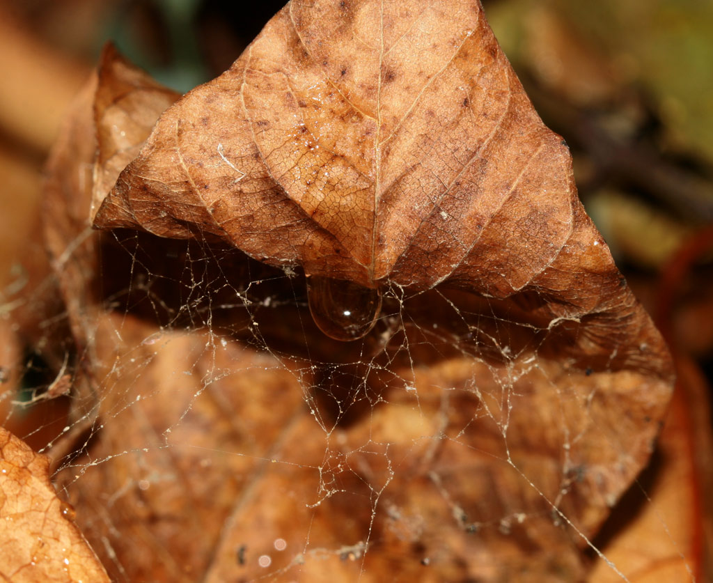 La goccia in trappola...