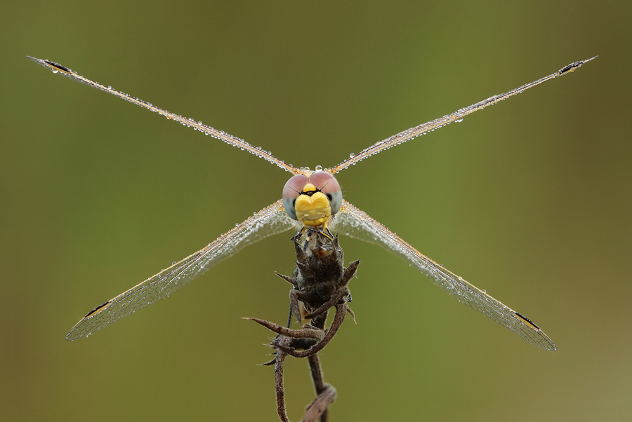 Croce di Sant'Andrea