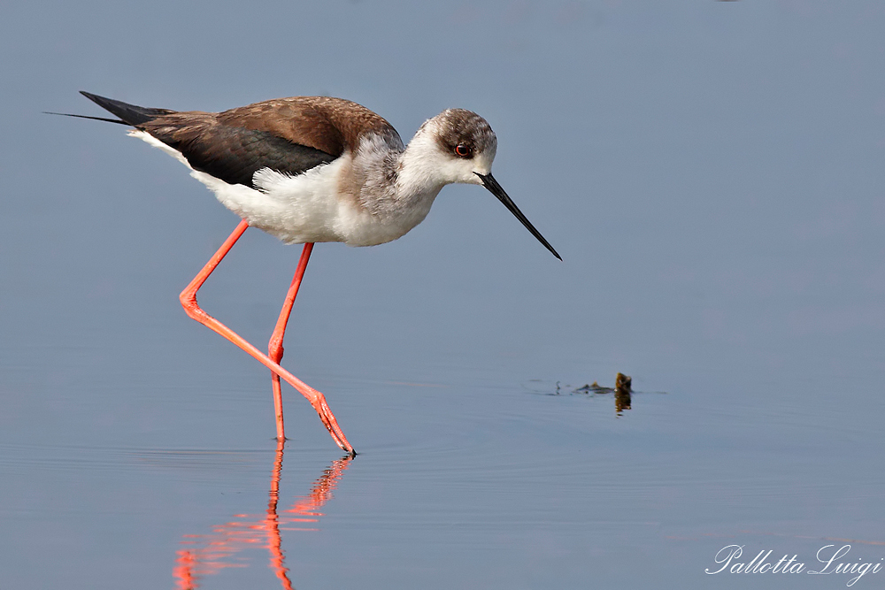 Cavaliere D'italia (Himantopus himantopus)