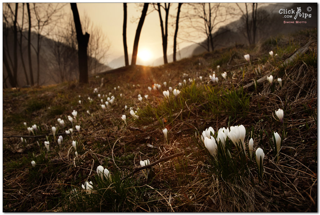 First flowers of spring