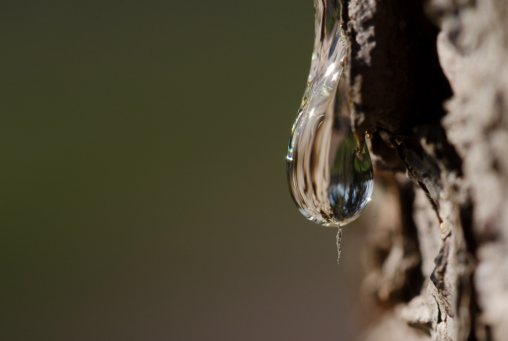 Goccia di resina - Parco Arcadia (Bareggio - MI)
