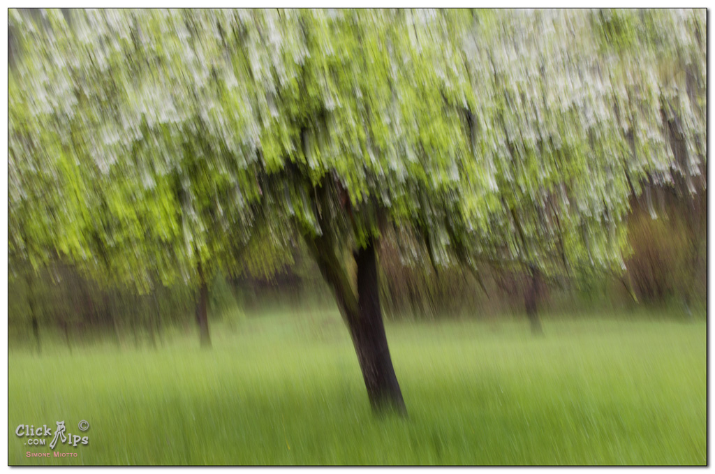 Raining Tree
