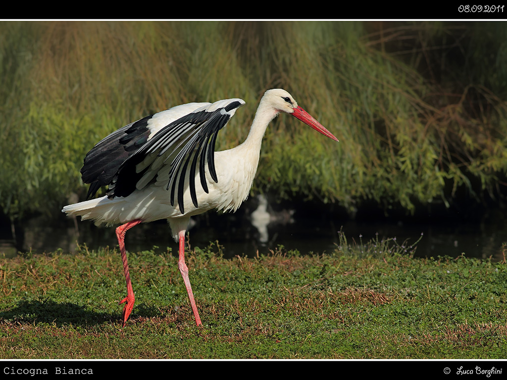 Cicogna # 9