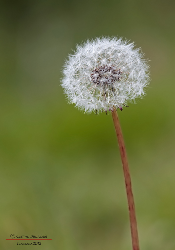 Tarassaco