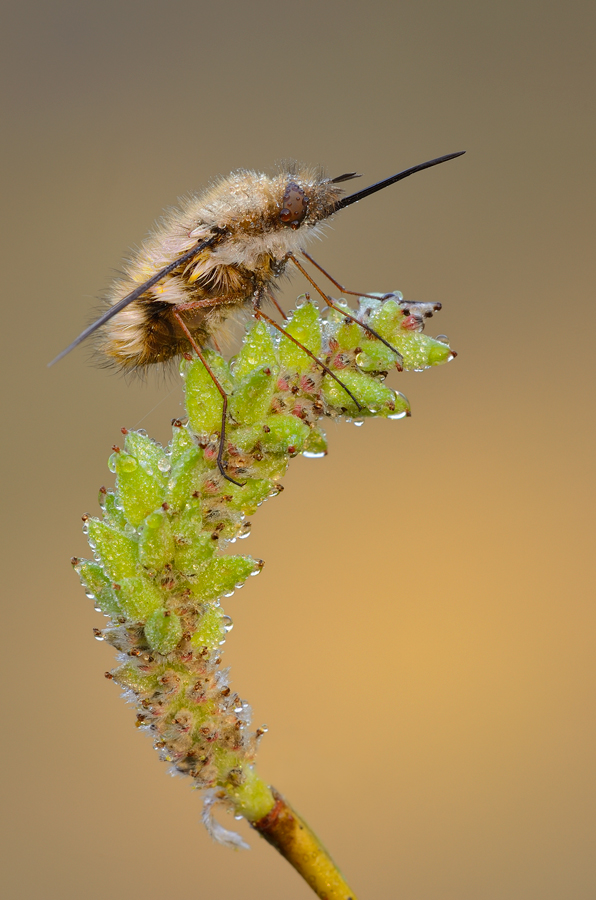 Bombylius major